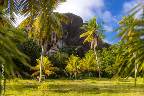 tropical trees with giant black rock 
