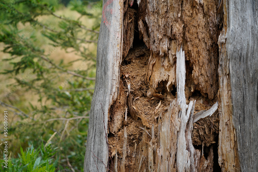 Forest dieback due to climate change, drought and storms and deforestation Forest dieback due to climate change, drought and storms and deforestation