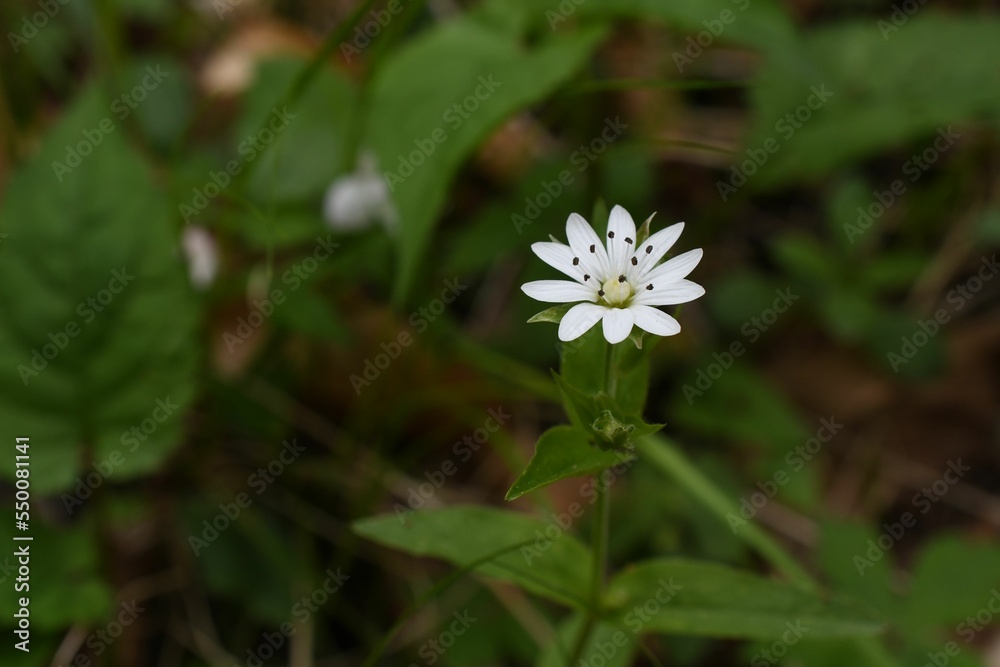 Fototapeta premium Closeup of a small white false starwort (Pseudostellaria heterophylla) flower