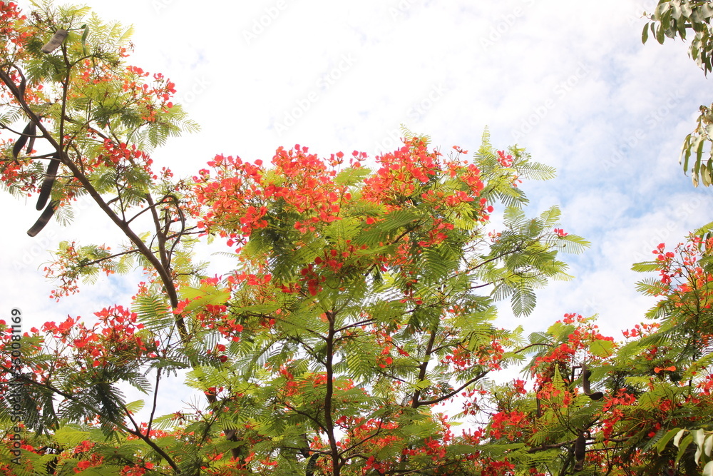 Flamboyant tree. Flamboyant tree.