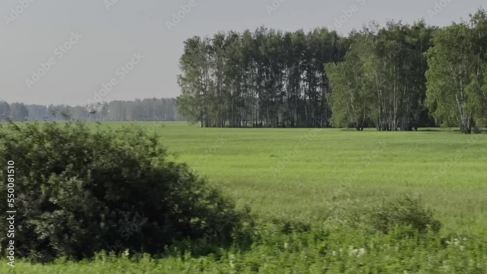 The car drives along green agricultural fields with growing crops. Slow motion video. High quality 4k footage The car drives along green agricultural fields with growing crops. Slow motion video. High quality 4k footage