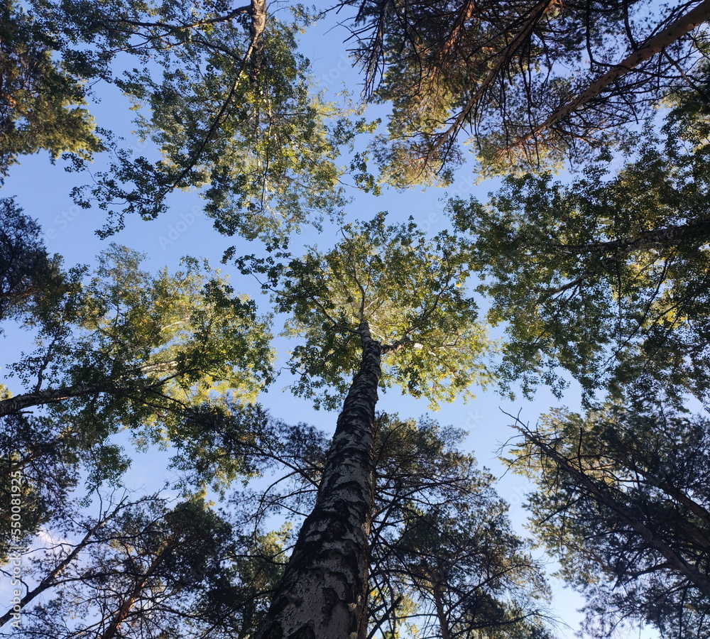 Fototapeta premium view of the trees from below