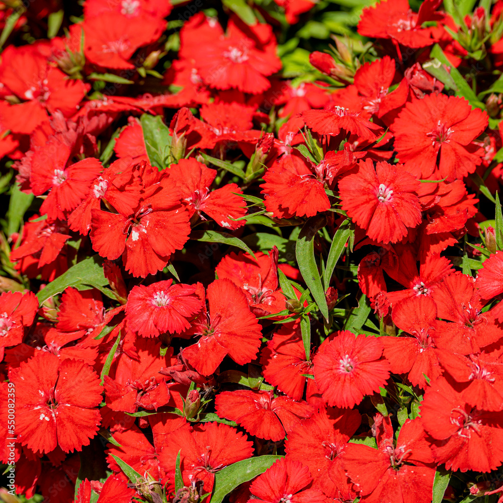 Dianthus chinensis, clavelina roja Dianthus chinensis, clavelina roja
