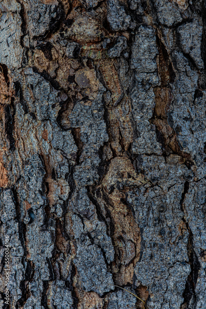 bark of a tree bark of a tree