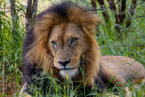 Male Lion laying down in green grass