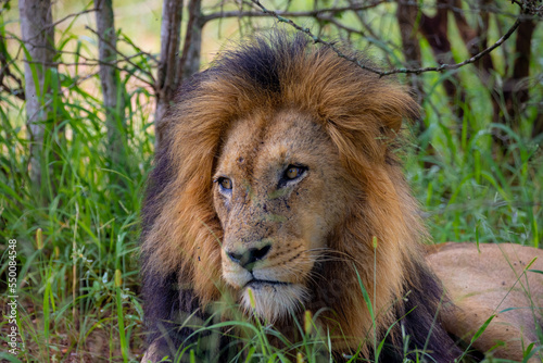Male Lion laying in grass
