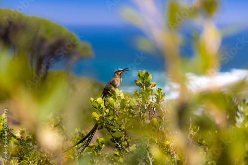 Singing bird on a tree branch 