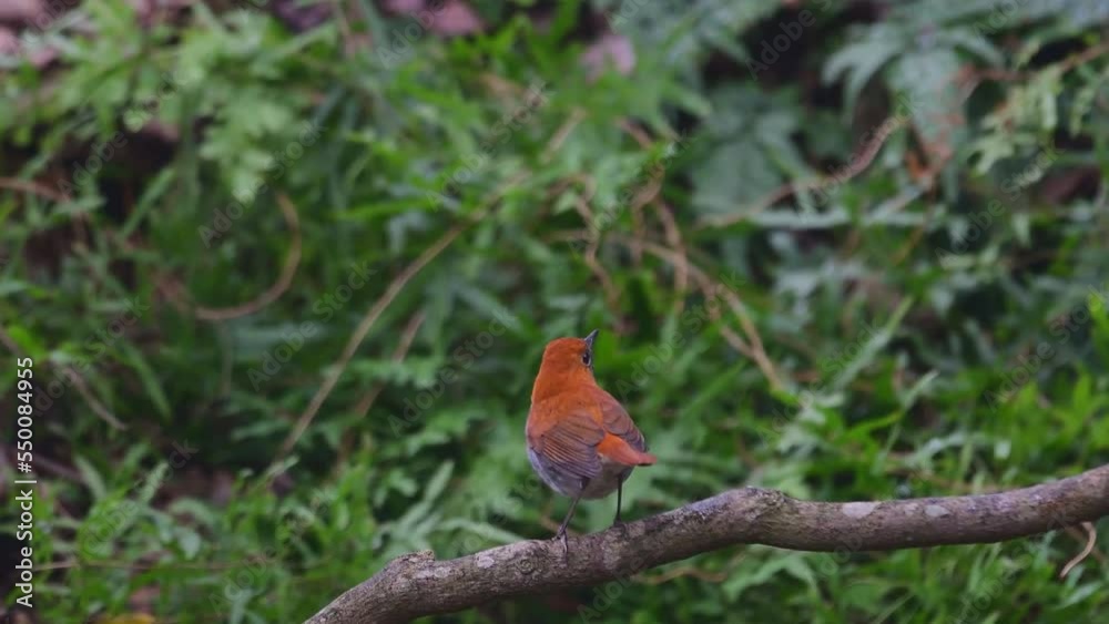 Ryukyu robin (Erithacus komadori) male in Amami Island, Japan Ryukyu robin (Erithacus komadori) male in Amami Island, Japan
