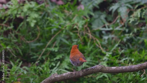 Ryukyu robin (Erithacus komadori) male in Amami Island, Japan photo