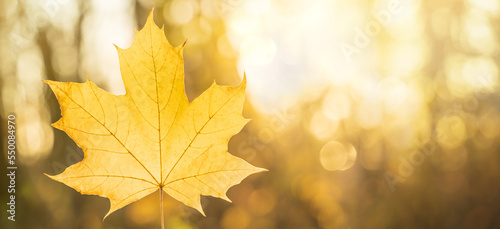 Yellow maple Autumn leaf close-up on the blurred background with bokeh at sunset with copy space. Fall banner with soft golden light.