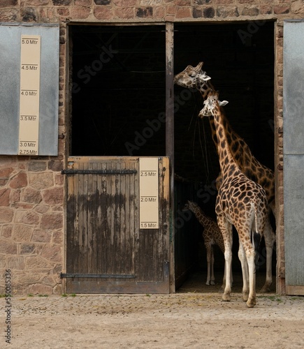 Photography Giraffes eating in a zoo