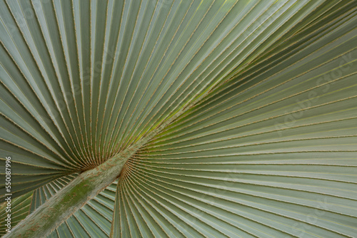 Closeup abstract of fan palm leaf 