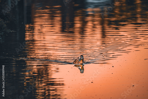 Eine einzelne Ente die auf einem Fluss während einem Sonnenuntergang entlang schwimmt  © Robert