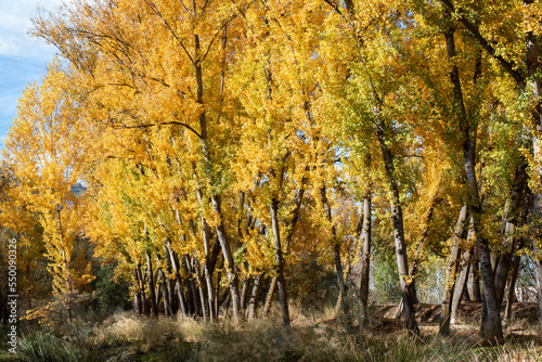 Paisaje oto  al  alameda en el mes de noviembre