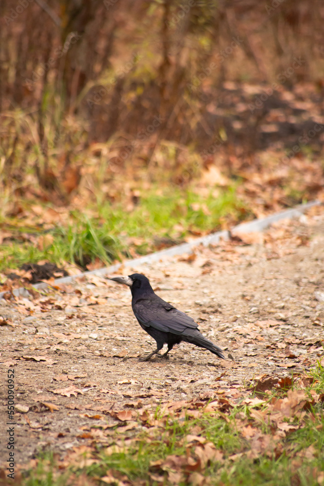 Black crow flying against the background of autumn trees in the park. Black crow flying against the background of autumn trees in the park.