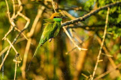 bee eater bird