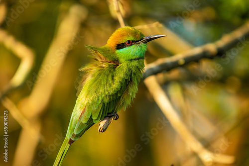 bee eater bird perched on branch