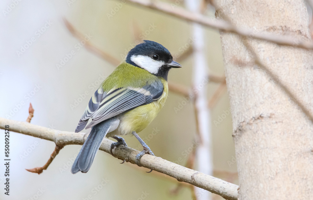 Fototapeta premium Great Tit (Parus major) is a songbird that lives in orchards and woodlands. 