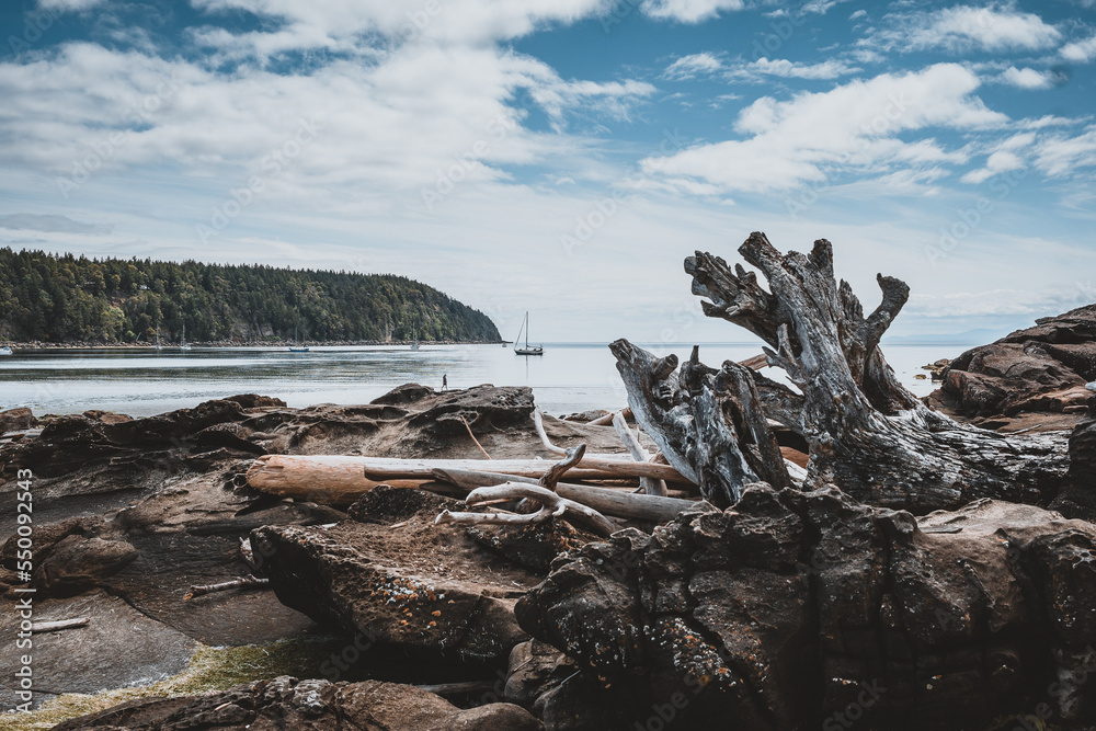 tree on the shore