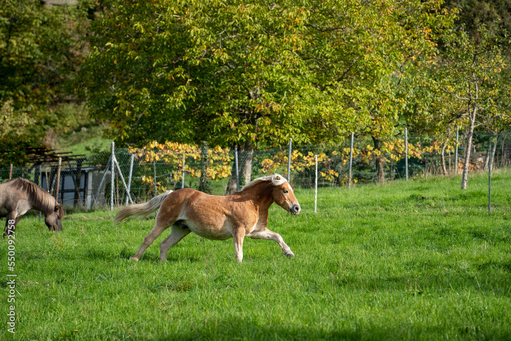Ein Haflinger (Pferd) galoppiert über die Wiese Ein Haflinger (Pferd) galoppiert über die Wiese