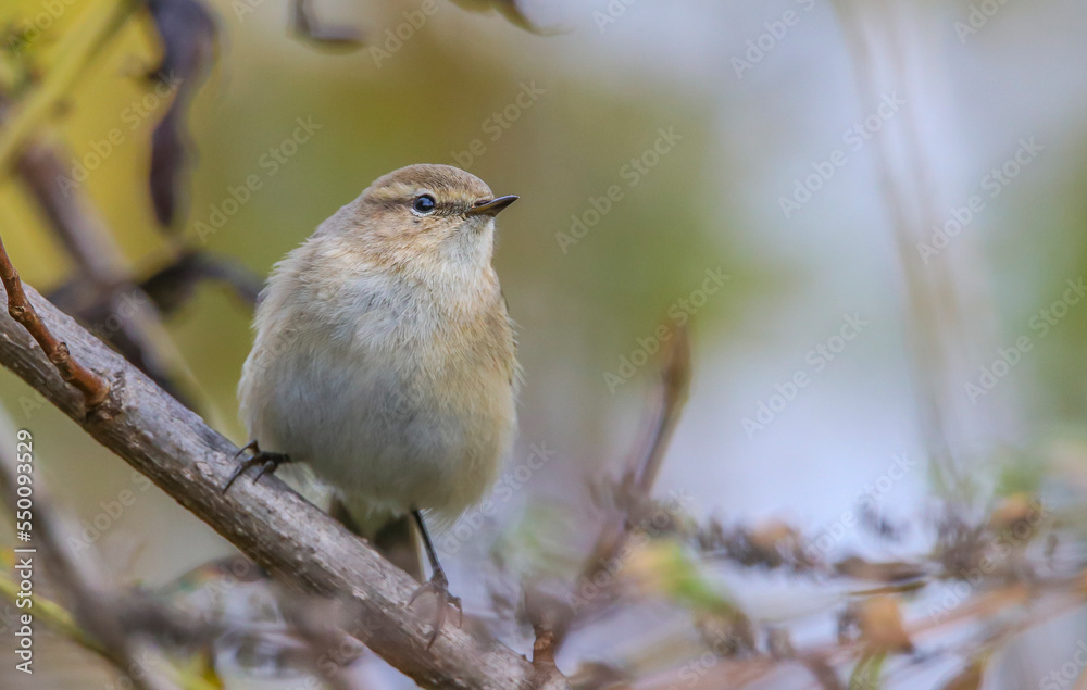 Common Chiffchaff (Phylloscopus collybita) is a common bird that lives in forests, sparsely wooded lands, parks, bushes and gardens. Common Chiffchaff (Phylloscopus collybita) is a common bird that lives in forests, sparsely wooded lands, parks, bushes and gardens.