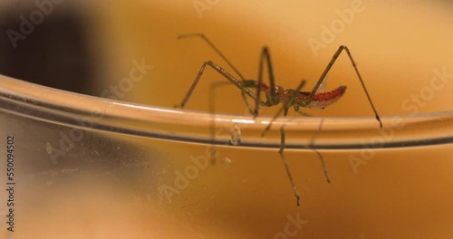 Assassin bug nymph crawling on rim of glass