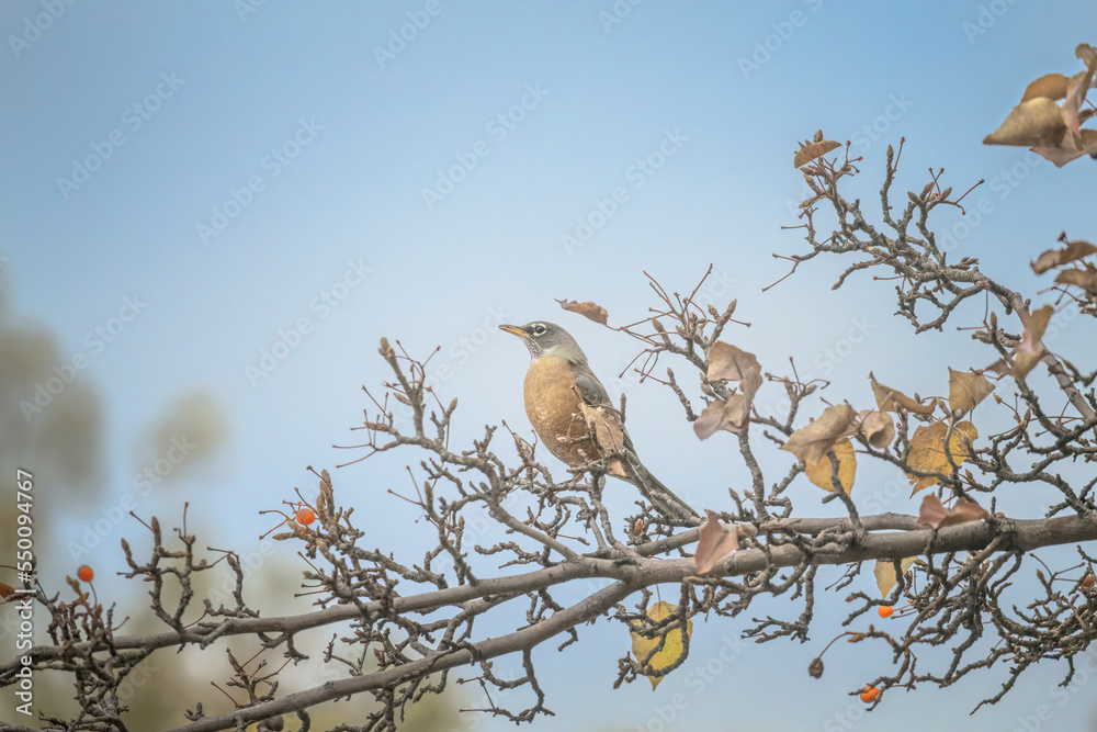 American Robin Turdus migratorius in a Bradford Pear Tree Room for a Title American Robin Turdus migratorius in a Bradford Pear Tree Room for a Title