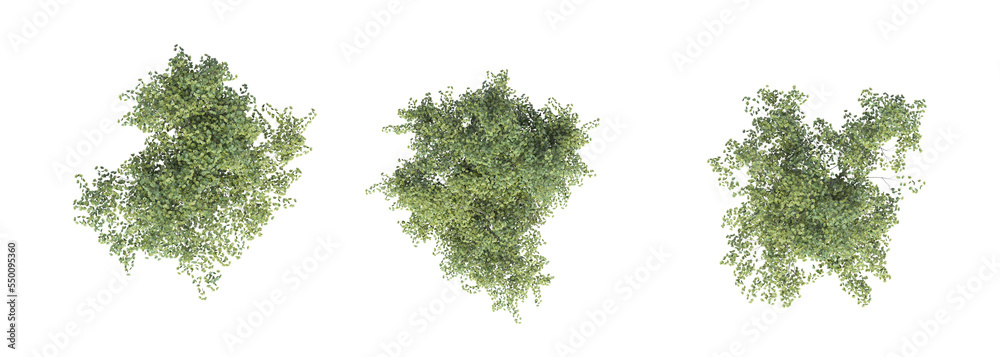 tree top view, isolated on white background, 3D illustration, cg render tree top view, isolated on white background, 3D illustration, cg render