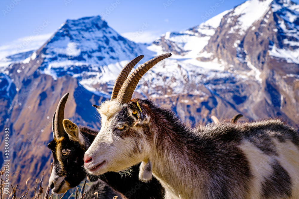 Naklejka premium goat at the grossglockner mountain