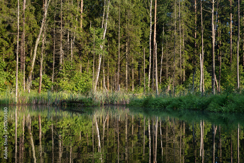Fototapeta Naklejka Na Ścianę i Meble -  Lake in the forest