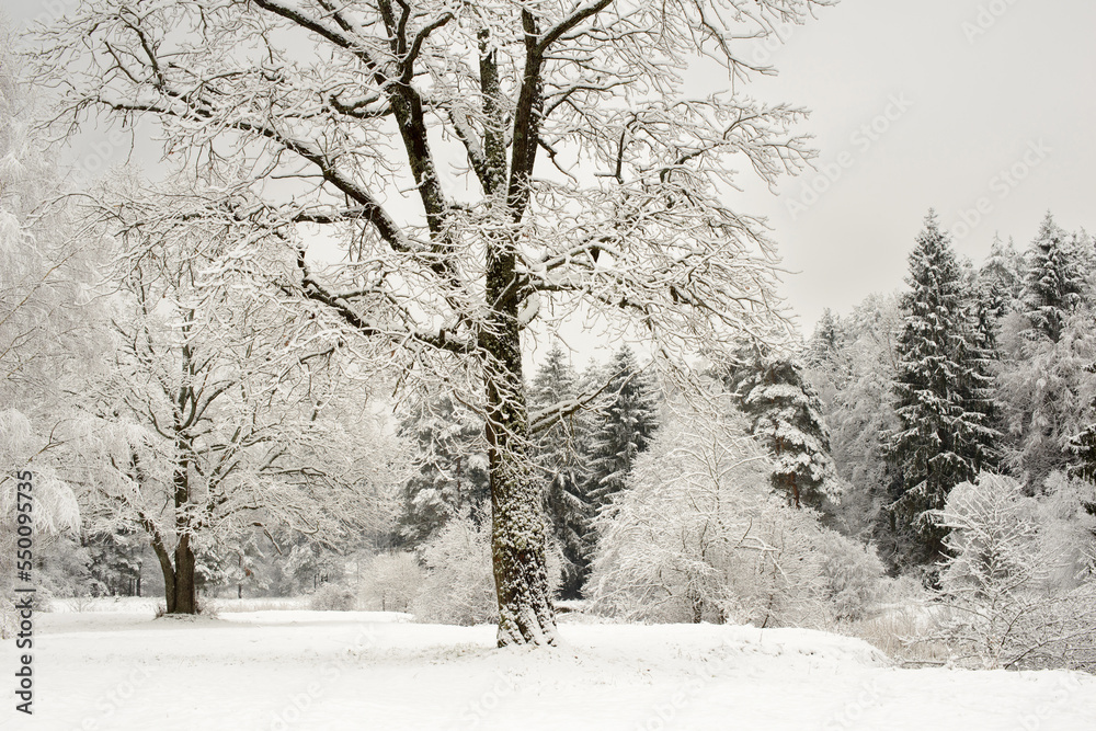 Fototapeta premium Natural winter landscape