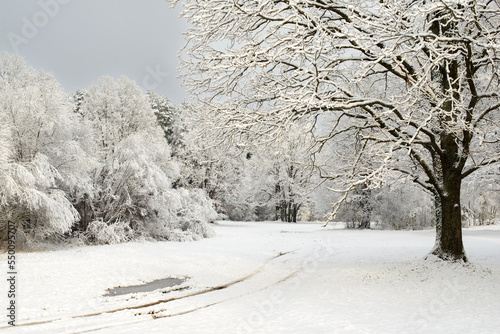 Natural winter landscape