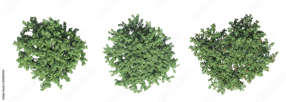 tree top view, isolate on a transparent background, 3d illustration tree top view, isolate on a transparent background, 3d illustration
