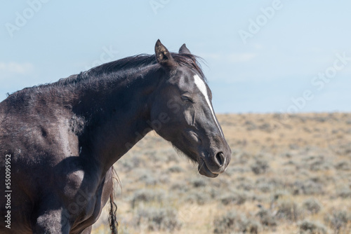 Wild Horse in Wyoming in Autumn © equigini
