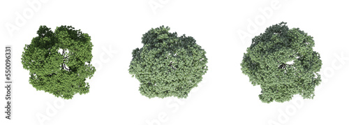 tree top view  isolate on a transparent background  3d illustration
