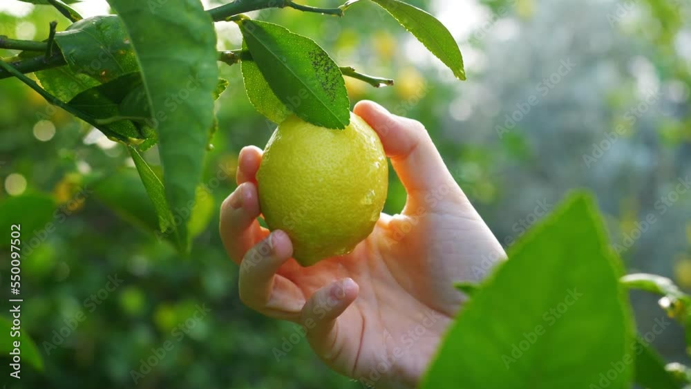 Lemon tree close up, farmer harvesting ripe yellow lemons. drops of water macro video. Picking small lemons from a tree