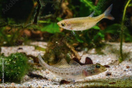 monkey goby, wild caught freshwater fish rest on sand bottom in Southern Bug River biotope aquarium, highly adaptable domesticated invasive pet species, low LED light design, blurred background