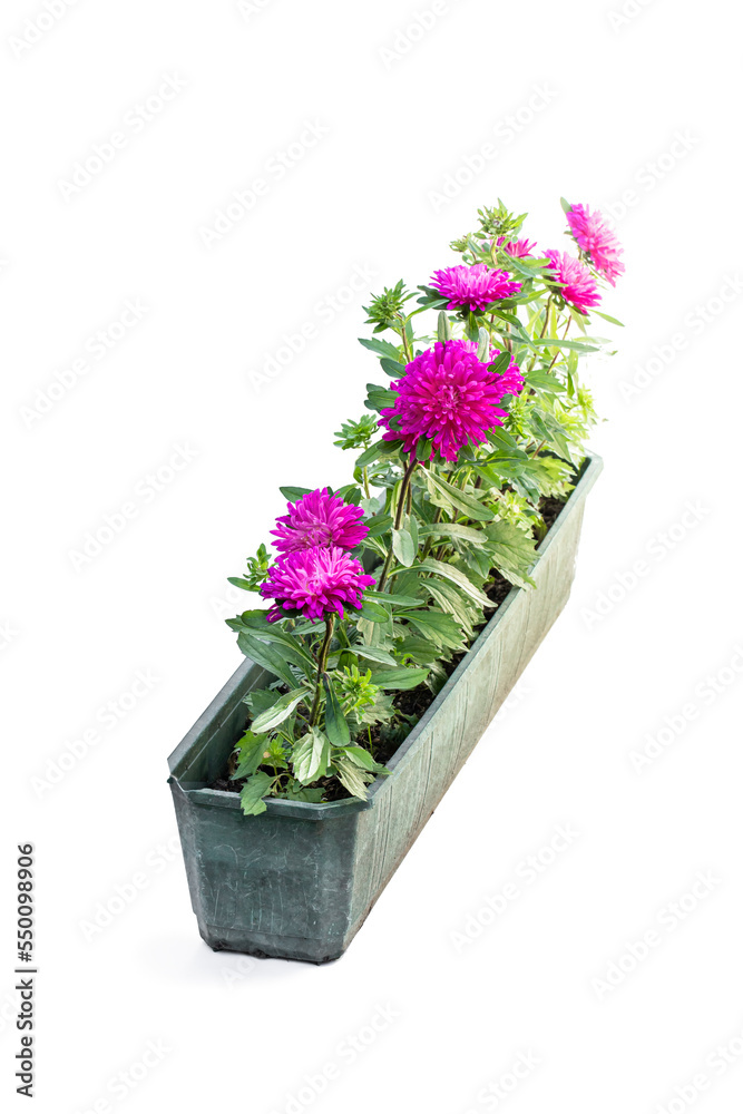 Beautiful purple aster in old rectangular pot isolated on white Beautiful purple aster in old rectangular pot isolated on white
