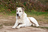 large adult dog breed alabai