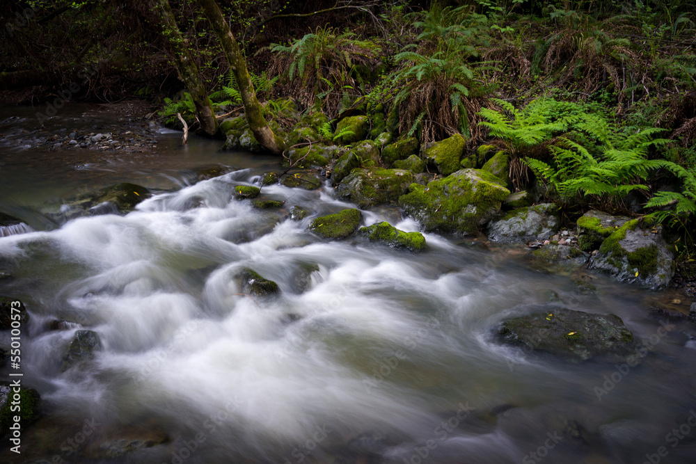 High angle view of river flowing in Muir Woods National Monument High angle view of river flowing in Muir Woods National Monument