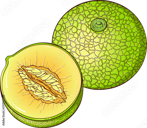 Whole and half melon with seeds. Vector color illustrations in hand drawn cartoon style. Fresh organic food isolated on white. Close up melon fruit. Element for cookbook, sticker, design, print.
