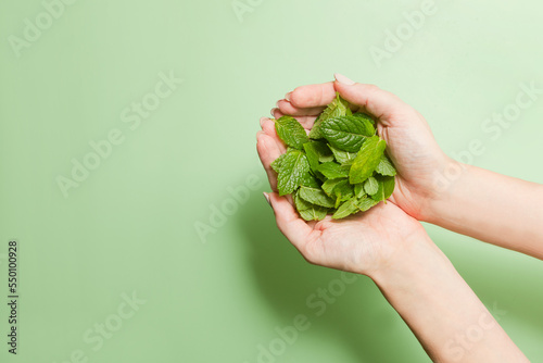 green and fresh mint leafs on womans hands. Young woman holding bunch of petals, closeup