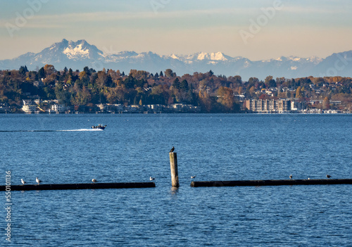 Cormorant and boat with Olympic Mountains and Seattle