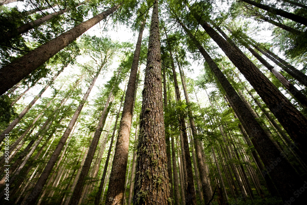 Trees in Olympic National Park. Trees in Olympic National Park.