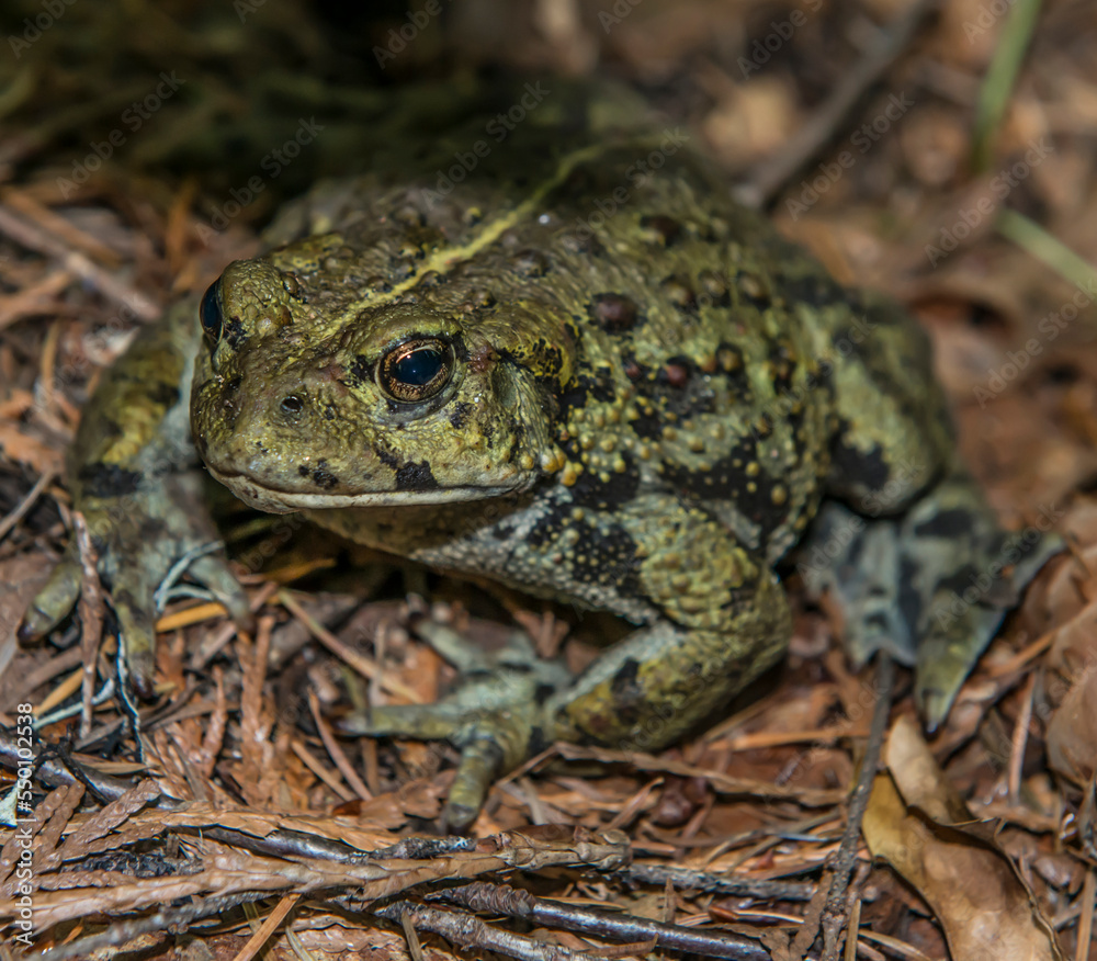 A frog sits in North Cascades National Park A frog sits in North Cascades National Park