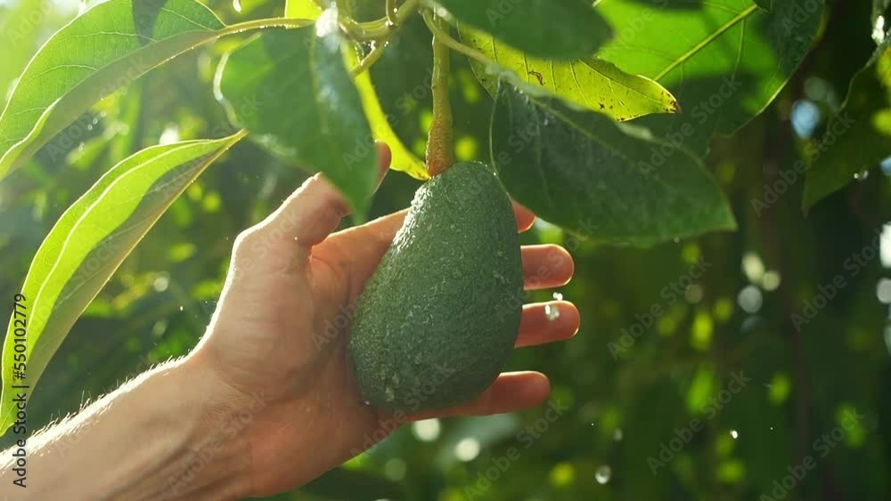 Farmer picking an avocado close up, full grown avocado tree outdoors. Raindrops falling super slow motion. Subtropical fruit growing, water-intensive crop. Male hands picking fruit crops in autumn. 