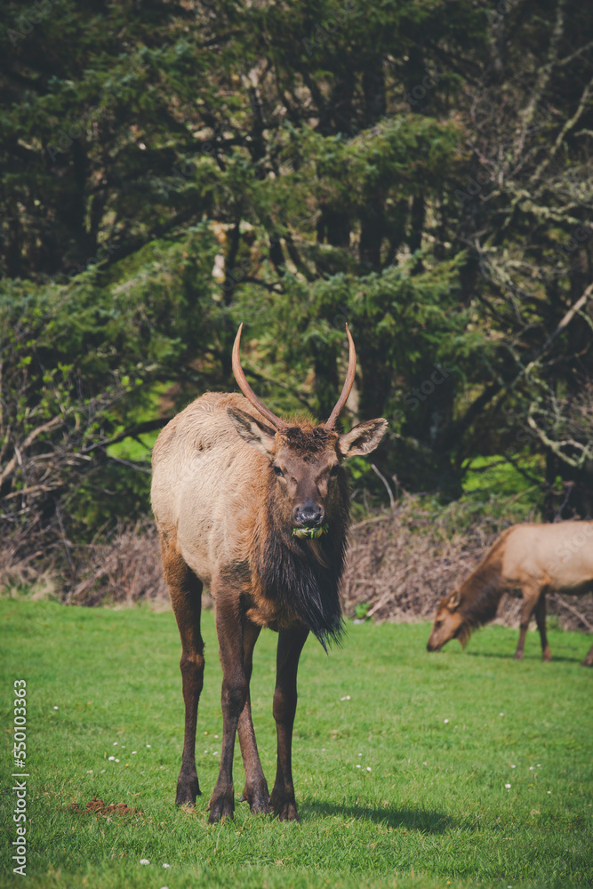 Caribou (Rangifer tarandus) foraging in Ecola State Park Caribou (Rangifer tarandus) foraging in Ecola State Park