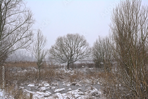 Beatuiful willwo tree in the snow covered winter marsh landscape in Bourgoyen nature reserve, Ghent, Flanders, Belgium  photo