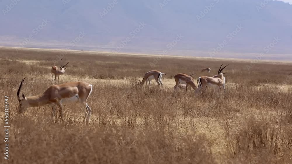 Grant's gazelle herd in grassland, Tanzania, 2022
Beautiful shot from Tanzania Grant's gazelle bash head, 2022
Grant's gazelle herd in grassland, Tanzania, 2022
Beautiful shot from Tanzania Grant's gazelle bash head, 2022