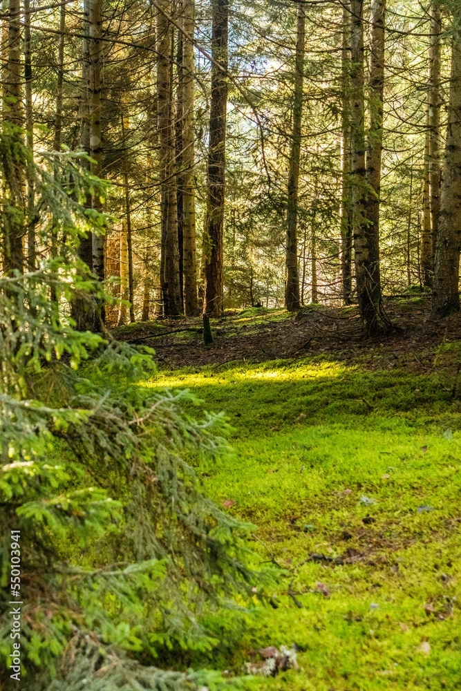 Sunny meadow ln mountain forest Sunny meadow ln mountain forest